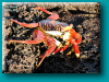 Galapagos - Crabe rouge