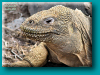 Galapagos - Iguane de terre